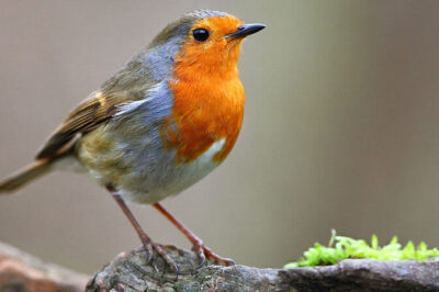 Pesona Burung Robin: Keindahan dan Kebiasaannya yang Unik